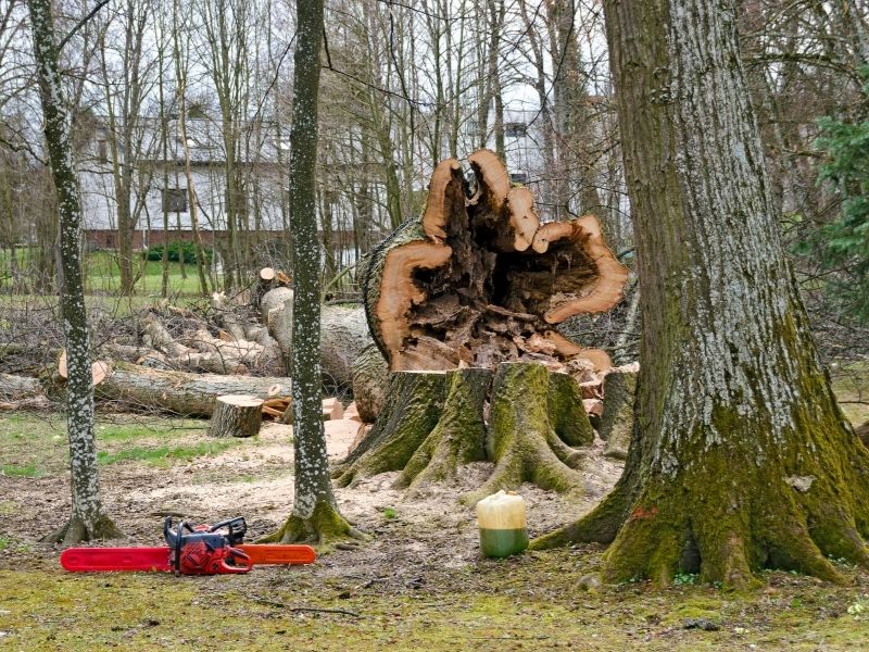 cut down tree chatsworth ga