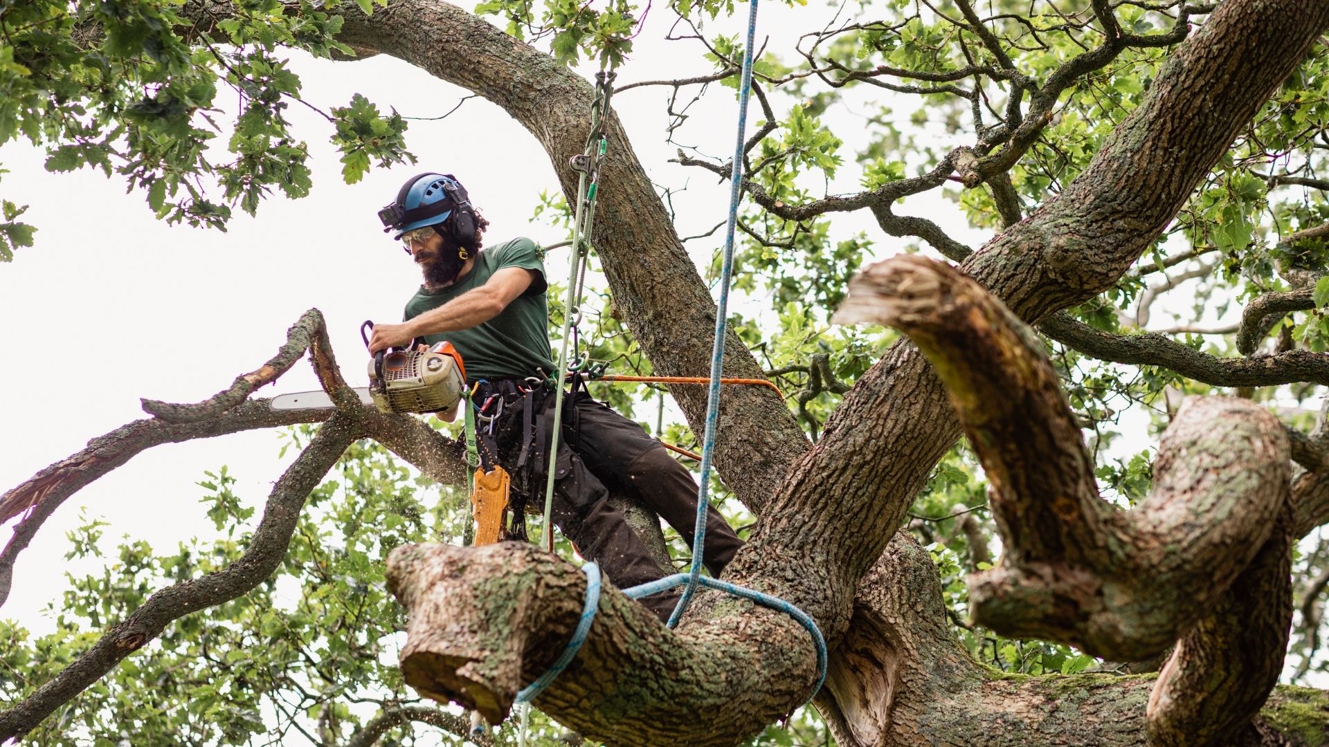 hero tree removal chatsworth ga