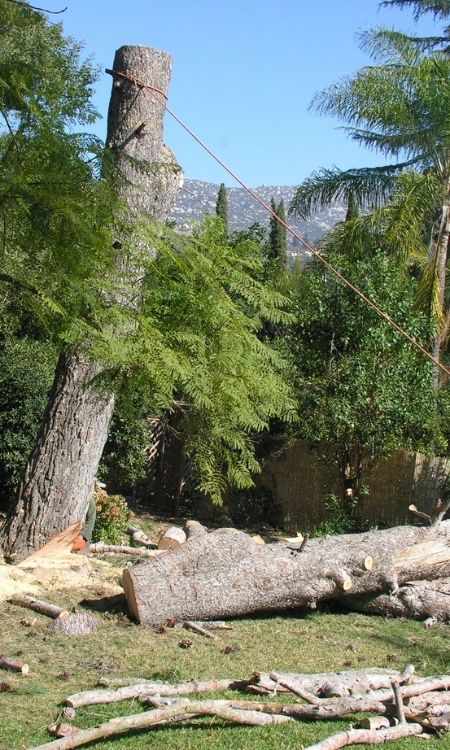 removing tree chatsworth ga