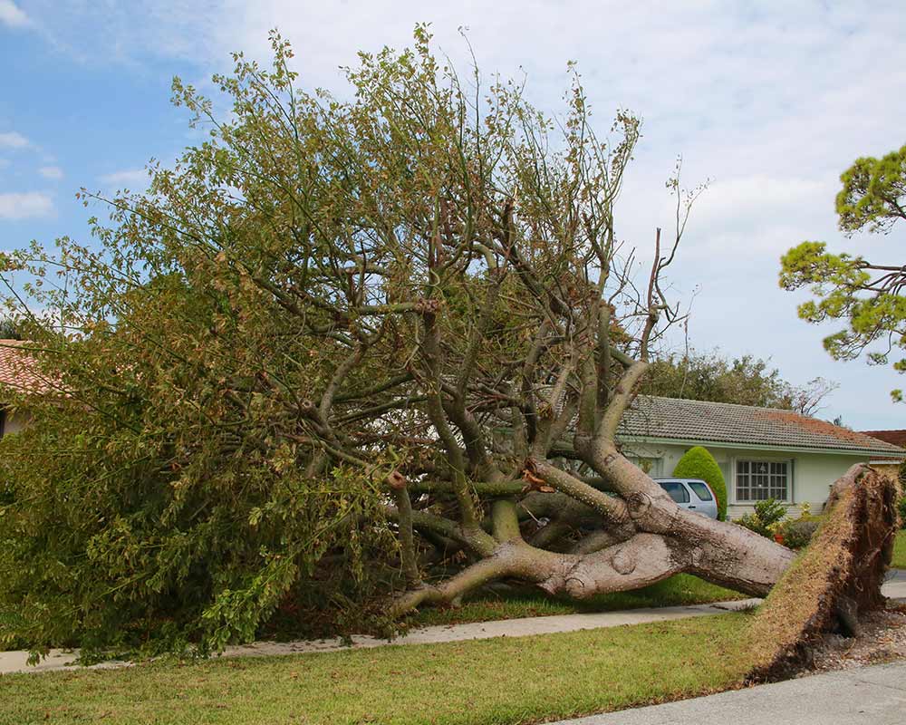 uprooted tree near street chatsworth ga