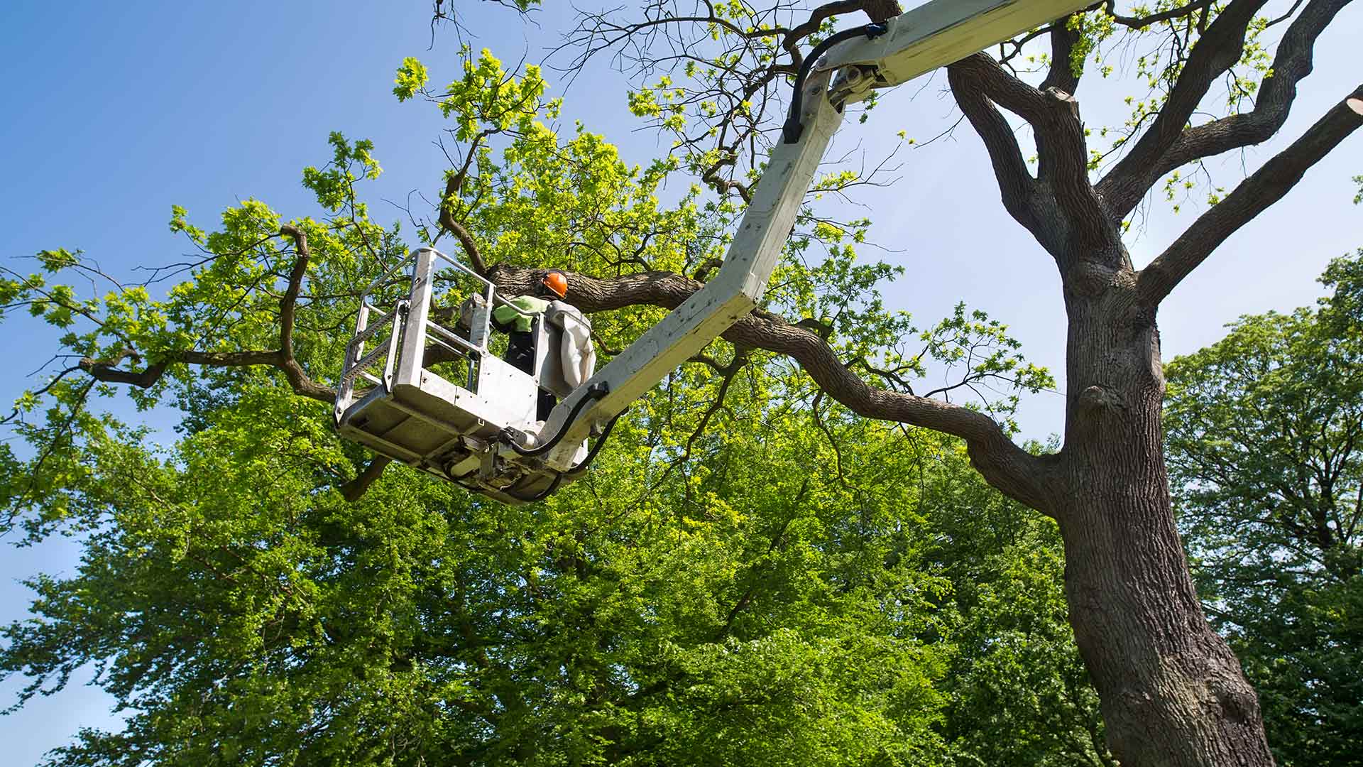 man in bucket doing tree maintenance chatsworth ga