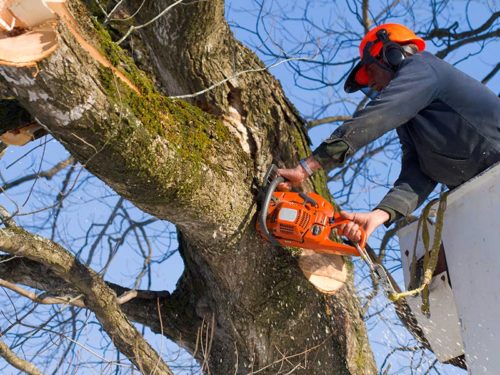 man in bucket trimming tree with chainsaw chatsworth ga