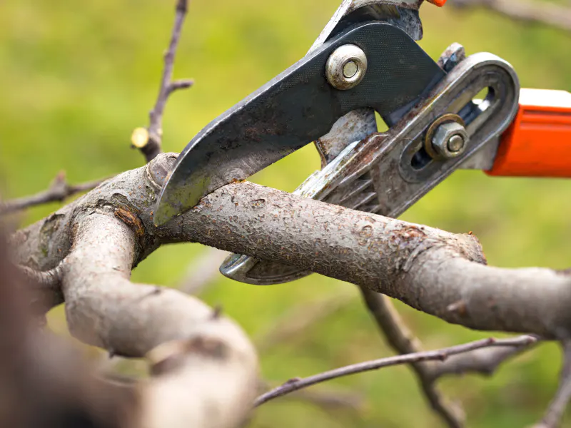 close up of gardening scissors during tree trimming service
