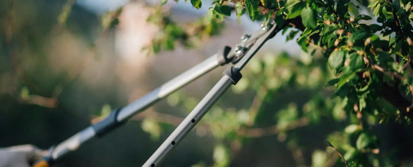 gardening scissors during tree trimming service murray county ga