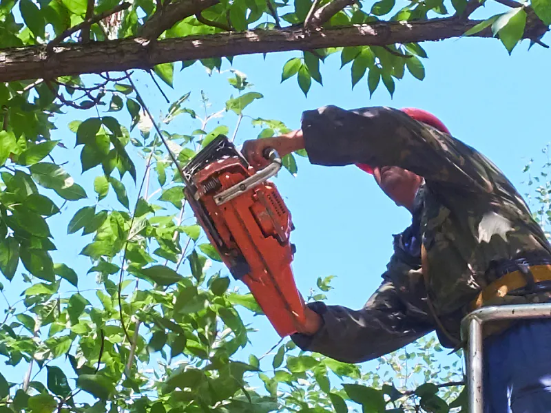 tree services contractor using a chainsaw during tree removal murray county ga 1