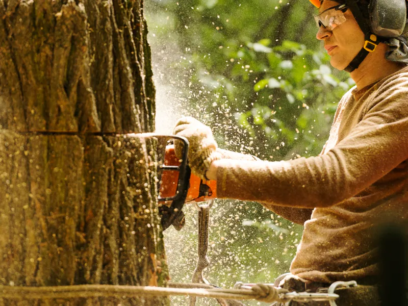 tree services contractor using a chainsaw during tree removal murray county ga